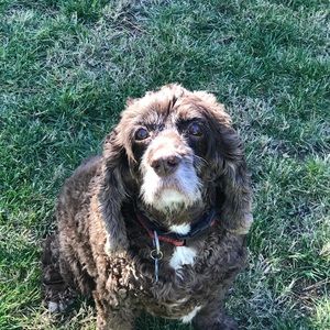 Meet your Posher, Andrea